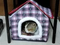 Pet Home/House For Dog Cat Rabbit - Cat - Cat House (Copy)
